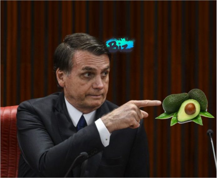 bozo abacate